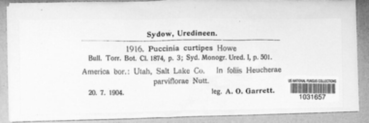 Puccinia curtipes image